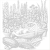 Spring Onion 