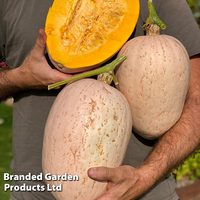 Squash 