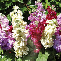 Stock Tall Clove Scented Mix - 48 plugtray plants