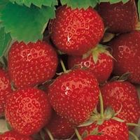 Strawberry Elsanta - 10 bareroot plants