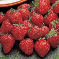 Strawberry Irresistible - 12 bareroot plants