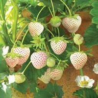 Strawberry Snow White - 5 bareroot plants