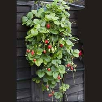 Strawberry Grow Pouch - 1 Strawberry Grow Pouch