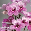 Streptocarpus 