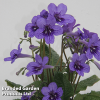Streptocarpus 