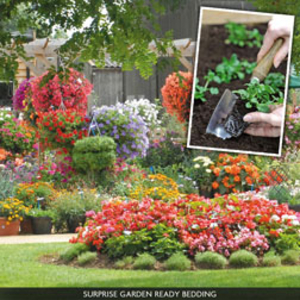 Summer Bedding Surprise Garden-ready Packs - 120 garden-ready plug plants - 4 varieties