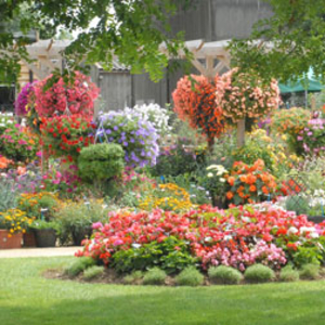 Summer Bedding Surprise Plug Tray Packs - 24 plugtray plants - 2 varieties