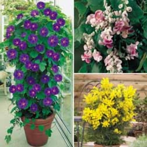 Summer Patio Plant Collection - 3 plants - 1 of each