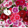 Sweet William 