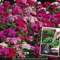 Sweet William 