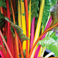 Swiss Chard Bright Lights - 10 Swiss chard plug plants