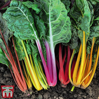 Swiss Chard 
