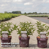 Syringa 