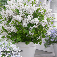 Syringa meyeri 