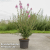 Syringa 