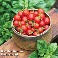 Tomato (Bush) 