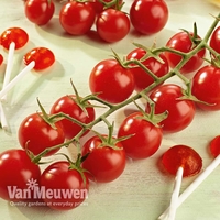 Tomato 