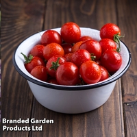 Tomato 
