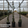 Trachelospermum jasminoides 