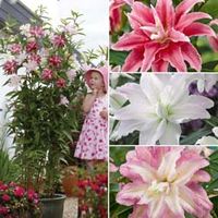 Tree Lily Crystal Collection - 6 bulbs
