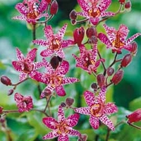 Tricyrtis formosana - 3 bareroot plants