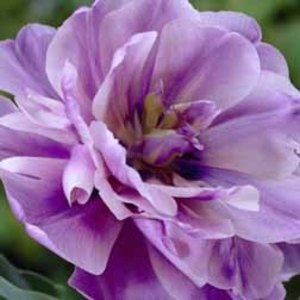 Tulip Blue Diamond - 30 bulbs