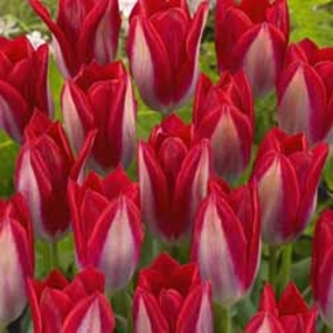 Tulip Gerrit de Jongh - 20 bulbs