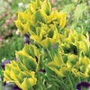 Tulip Green Jay - 20 bulbs