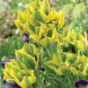 Tulip Green Jay - 20 bulbs