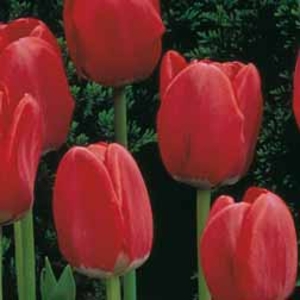 Tulip Ile De France - 10 bulbs