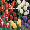 Tulip Long Flowering Collection - 30 bulbs - 5 of each variety