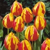 Tulip Mickey Mouse - 10 bulbs