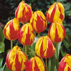 Tulip Mickey Mouse - 10 bulbs
