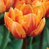 Tulip Orange Princess - 20 bulbs