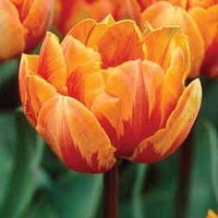 Tulip Orange Princess - 20 bulbs