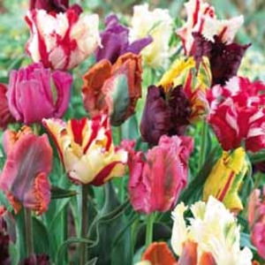 Tulip Parrot Mixed - 50 bulbs
