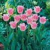 Tulip Pink Fountain - 10 bulbs