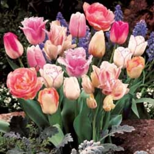 Tulip Pink Passion Blend - 20 bulbs
