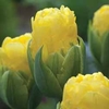 Tulip Pop Up Yellow - 1 bulb