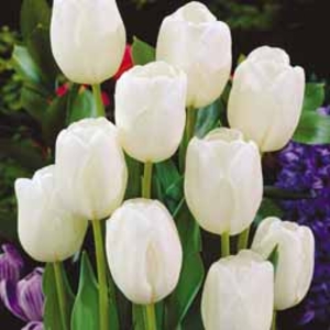 Tulip White Dream - 10 bulbs