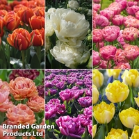 Tulip 