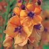 Verbascum Clementine - 3 plants in 7cm pots