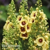 Verbascum 