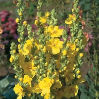 Verbascum phlomoides 