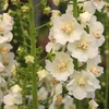 Verbascum phlomoides 