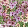 Verbascum x hybrida 