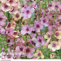 Verbascum x hybrida 