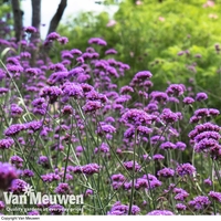 Verbena bonariensis 
