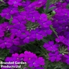 Verbena 