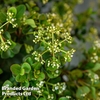Viburnum 
